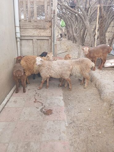 Qoyunlar, qoçlar: Erkək, il: 1, Damazlıq, Ünvandan götürmə, Rayonlara çatdırılma