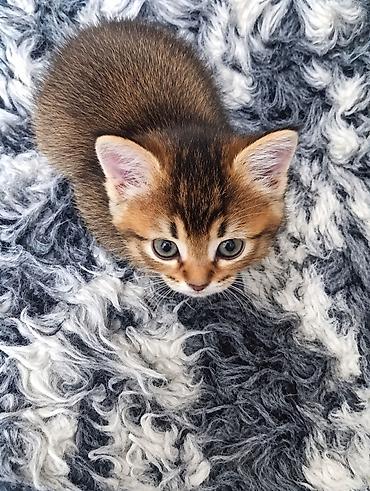 котенок скотиш страйт: Скотиш Страйт (Шотландская прямоухая), 1 месяц, Девочка, Золотая шиншилла, Метис, Приучена к лотку — 3