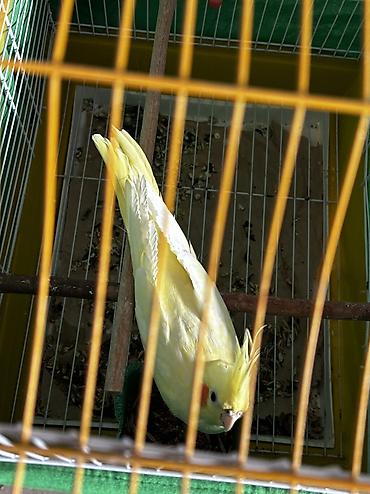 quş: 2 eded sarı lutino karella balaları biri 6 aylığ obirsi isə 3 aylığdı — 2
