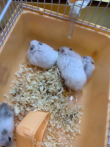 hamster kafesi: Xomyak, hamster ag reng. Qefesi de var balaca -15azn, Boyuk -22azn — 3