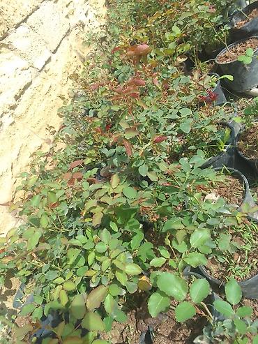 güllü tort: Floribunda 4 fəsillik həmişə yaşıl qızıl güllər satılır . bu qızıl — 5