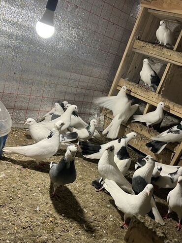 Göyərçinlər: Göy nişanlar ağlar 30dan coxdu balalarnan hamisi 10azn den abtavoy — 18