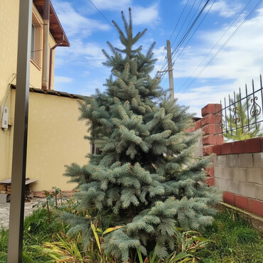 Декоративные деревья: Саженцы деревьев: Ели, Самовывоз, Платная доставка — 1