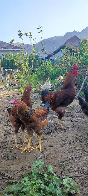 купить зерно: Продаю | Петух, Куры | Полубрама, Бройлерная, Брама | На забой, Для разведения, Несушки — 2