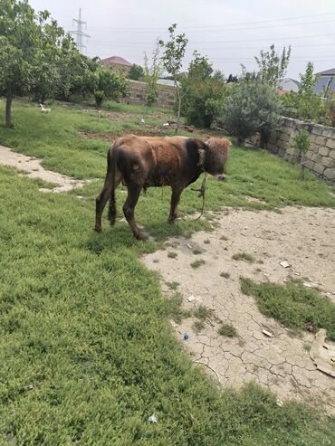 Digər heyvanlar: Salam. Erkey danalar satılır yaxwi yeyimcil danalardi sağlam