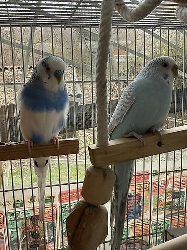 Зоотовары: Срочно!! Продаются попугаи,вместе с клеткой и другими предметамии — 8