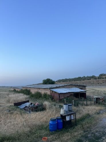 Коровы, быки: Продается кошара в селе Мураке, Московский район, территория участка 1 — 11