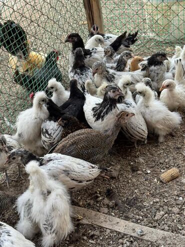 бройлеры оптом: Продам карликов оптом at lalafo.kg бройлеры оптом: Продам карликов оптом