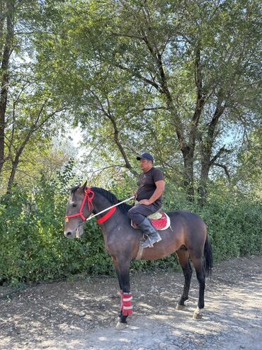 Лошади, кони: Продаю | Жеребец | Рабочий — 3