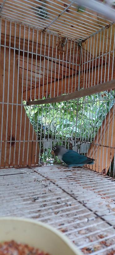 sirin pisik səkilləri: 6 7 ayliq fiwerdi maskovskidi ter temiz qandi xeyvanin saglamliqina — 1