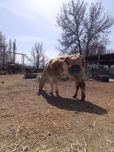 продам гусей: Продаю | Корова (самка), Музоо, торпок | Алатауская | Для разведения, Для молока | После отела, Искусственник