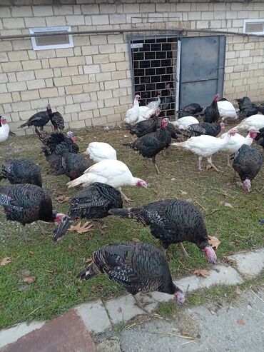 Hinduşka: Məhsul: Hinduşka sürüsü Təsvir: - Şəkillərdə olan sağlam, iriqaşlı — 7