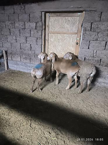 Баран, овца: Продаю | Овца (самка), Ягненок | Арашан | Для разведения | Ярка — 10