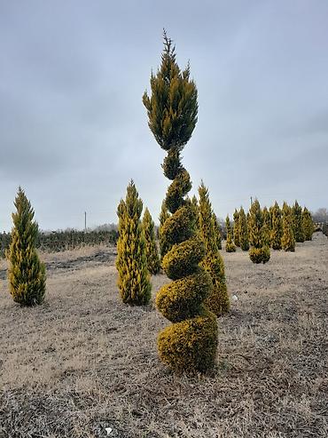 Tinglər: Salam isdenilen nov meyve tinglerini ve dekorativ aqaclari tam orjinal — 5