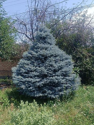 Ель голубой (Picea pungens ‘Glauca’), 3метр декоративная