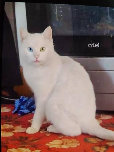 Продажа кошек: Скоттиш-фолд (шотландская вислоухая кошка). - Тип: домашний питомец — 5