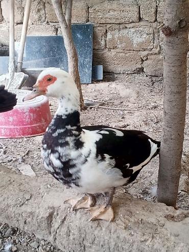 ördək adları: Muscovy ördəkləri (indoutka) –bir yaş yarmdlar sağlam ördeklerdi — 2