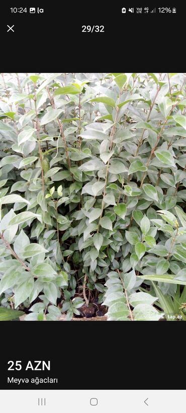 Tinglər: Müxtəlif dekorativ və meyvə ağaclarının tingləri. • Xurma-narıngi — 30