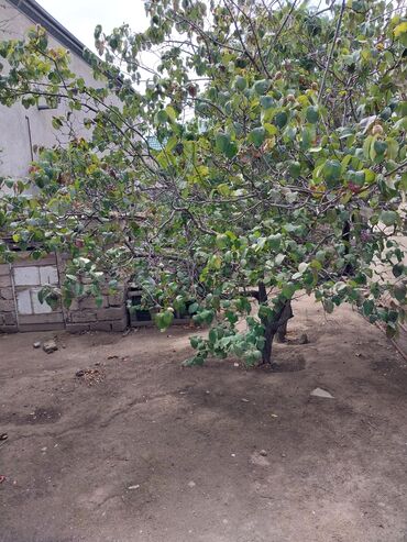 Torpaq sahələrinin satışı: 65 sot, Tikinti, Makler, Kupça (Çıxarış) — 10