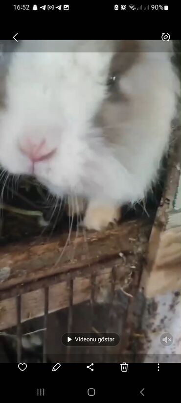 Karlik dovsanlar.cut satilir.ana olmaqa hazir vaxtdadir.erkek disidir