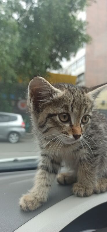 персидский котенок: Котенок (она) 2,5 мес. Ходит в лоток. Привит