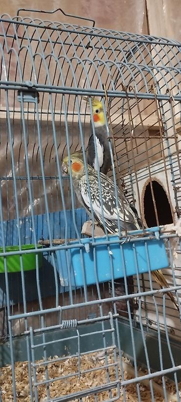 dekarativ quslar: HAZİR BALA VEREN CUTLERDİ - Növ: Nimfa (Cockatiel) cütü – biri boz/aq — 2
