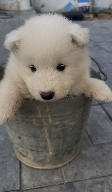 haski bala: Samoyed — 6