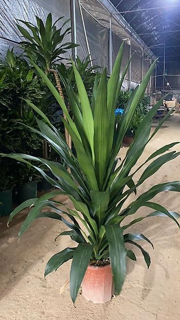 Другие комнатные растения: Комнатное растение с длинными, узкими листьями насыщенного зеленого — 2