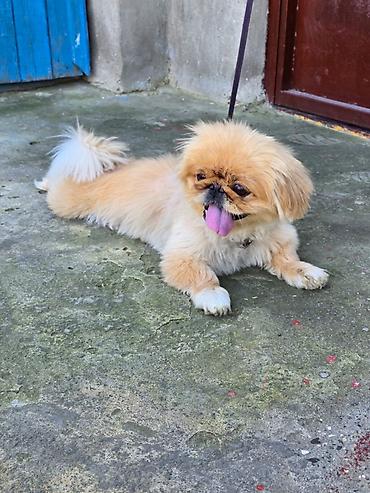 ag it: Pekines, 1 il, Dişi — 2