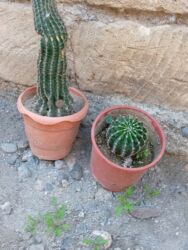 Süni güllər: Bu gülər satlır qiymətləri 1.2 manat yekə gülər 5 manat biri qalanı — 9