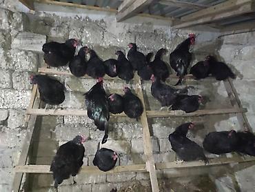 çin aslanı: Toyuq, Yumurtalıq — 8