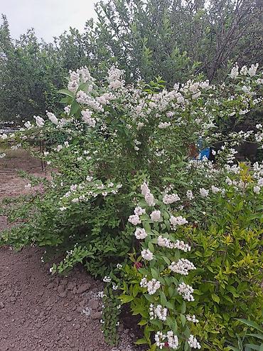 Смородина: Смородина — 9