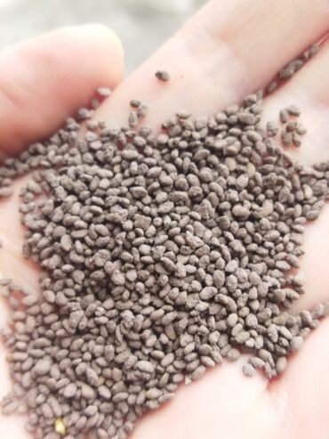 Кормовые растения: Семена кормовых растений: Люцерна — 4