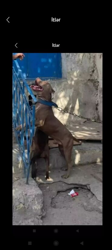 pitbull haqqinda melumat: Pitbul, 1 il, Erkek, Peyvəndli, Ödənişli çatdırılma