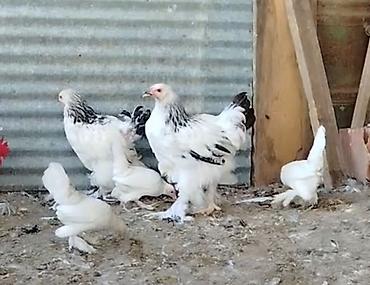 Toyuq, Brama, Damazlıq