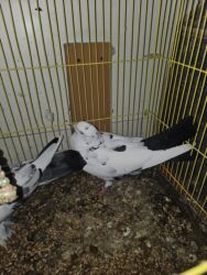 Göyərçinlər: Satlìr əbreşle əbreş cütt — 9