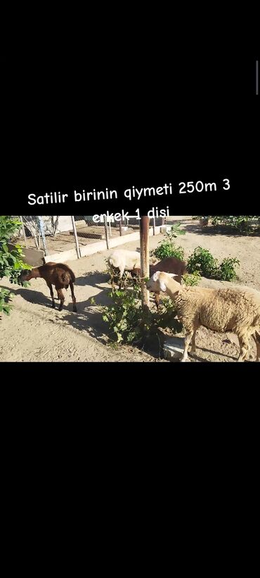 balaca quzu qiyməti: Quzu, Erkək, ay: 6, 25 kq, Damazlıq, Ünvandan götürmə