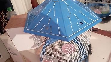 hamster satis: Salam 2 payquş satılır 1 dişi 1 erkek qefəs üsdünde verilir qiymət 100 — 4