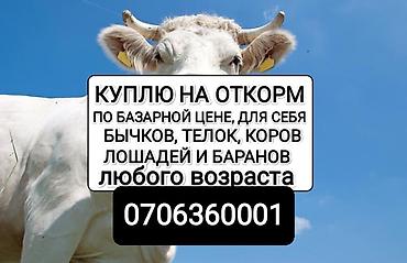 С/х животные и товары: Колбасный цех : Коровы, быки, | На откорм — 2