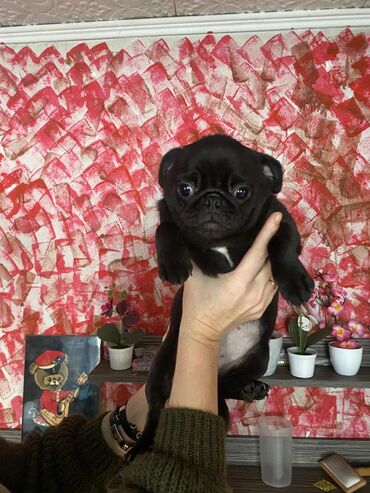 Продажа собак: Мопс, 5 месяцев, Самка, С родословной — 8