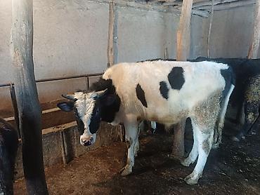 Коровы, быки: Продаю | Бык (самец) | На откорм | Привязанные at lalafo.kg — 3 Коровы, быки: Продаю | Бык (самец) | На откорм | Привязанные — 3