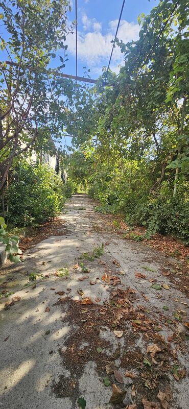 Torpaq sahələrinin satışı: 48 sot, Kənd təsərrüfatı, Kupça (Çıxarış) — 17