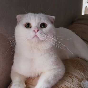 en yaxsi bugda sortu: Şotland, Erkək, Cütləşmə üçün, Ödənişli çatdırılma