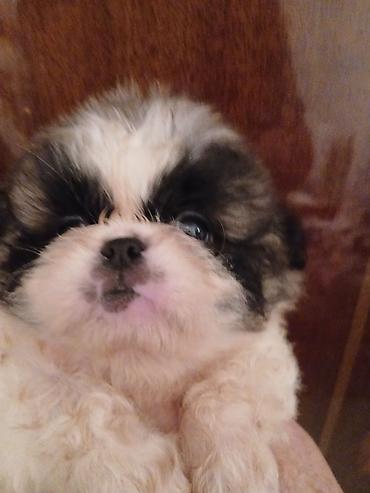 Продажа собак: Пекинес, 1 месяц, Самка — 16