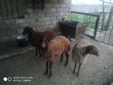 qurbanliq qoyunlar: Erkək, Qala, il: 1, 40 kq, Ətlik, Ünvandan götürmə