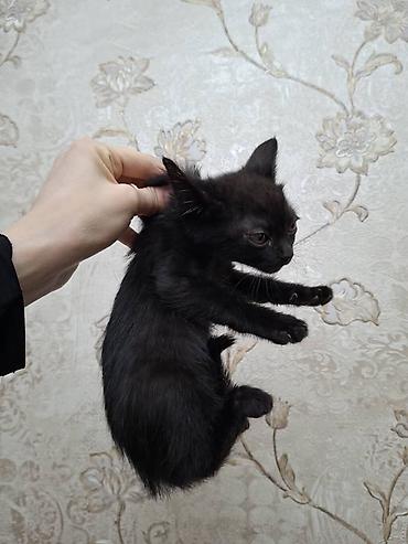Мышыктар: Котята домашние, разного окраса: - Полосато-белый котёнок с короткими — 3