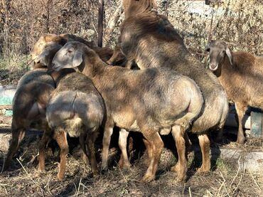 Баран, овца: Продаю | Баран (самец) at lalafo.kg — 1 Баран, овца: Продаю | Баран (самец) — 1