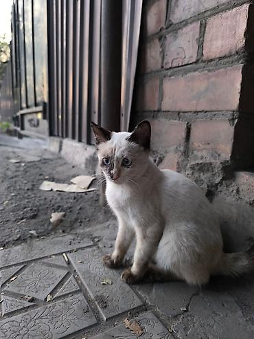 Кошки: Кошка даром: Беспородная, 4 месяца, Девочка — 6