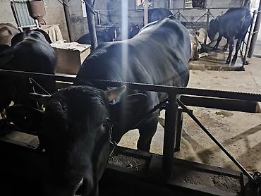продам кента: Продаю | Бык (самец) | Ангус | На откорм | Привязанные — 2