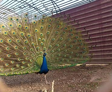Tovuz quşları: Məhsul: Tovuzquşu (erkək) Təsvir: - Parlaq mavi boyun və döş, geniş — 3